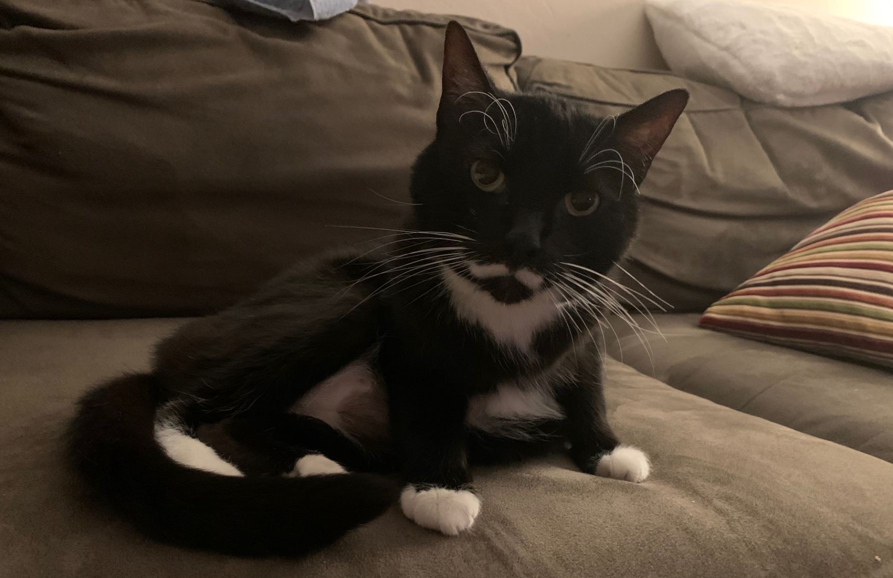 Pierre